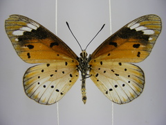 Acraea encedana