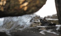 Amolops hongkongensis