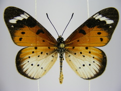 Acraea encedana