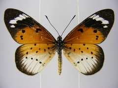 Acraea encedana