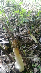 Morchella punctipes