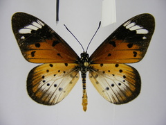Acraea encedana