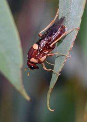 Perga dorsalis