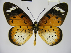Acraea encedana