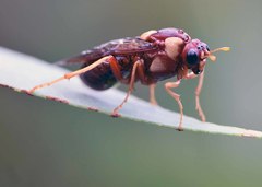 Perga dorsalis