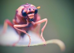 Perga dorsalis