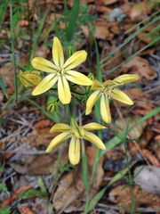 Triteleia ixioides