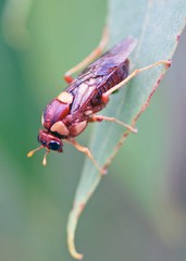 Perga dorsalis