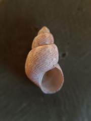 Tricolia speciosa