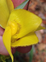 Calochortus amabilis