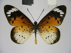 Acraea encedana