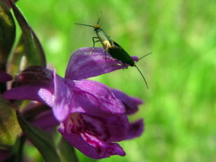 Micropterix calthella