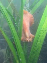 Yungia aurantiaca