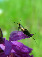 Micropterix calthella