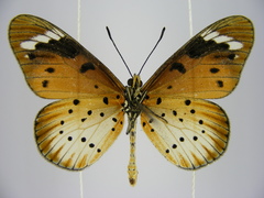 Acraea encedana