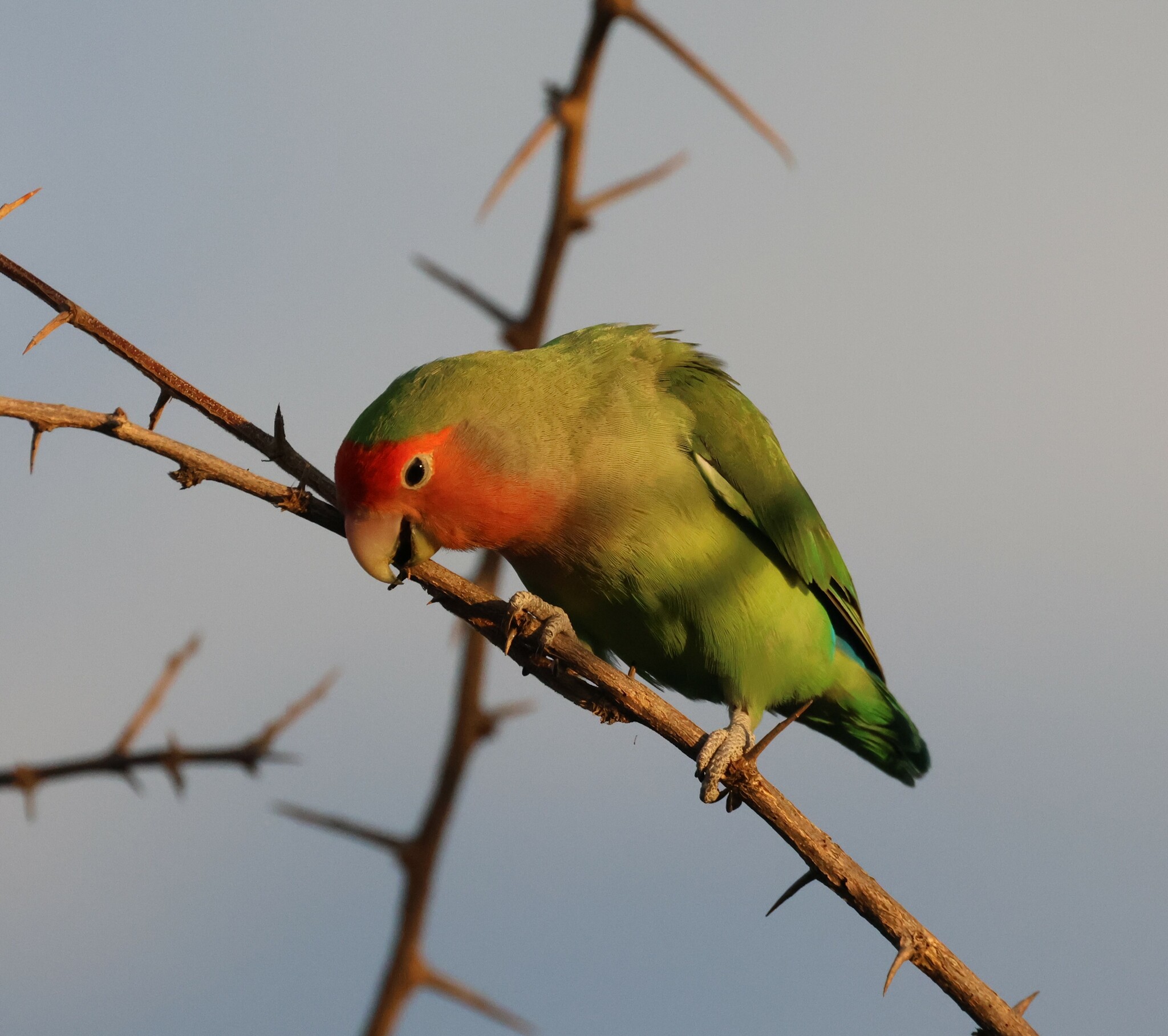 Rosy-faced Lovebird