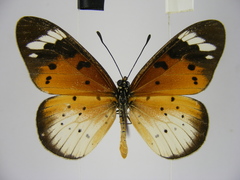 Acraea encedana