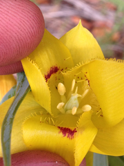 Calochortus amabilis