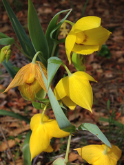 Calochortus amabilis