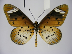 Acraea encedana