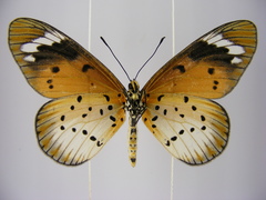 Acraea encedana