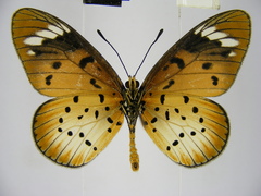 Acraea encedana