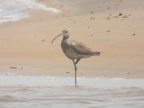 Eurasian Curlew