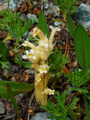 Aphyllon fasciculatum