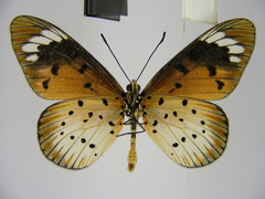 Acraea encedana
