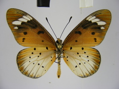 Acraea encedana