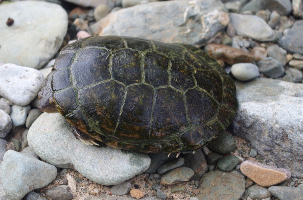 Arabian Helmeted Turtle
