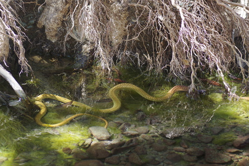 Photo of a Arabian Cobra (Naja arabica)