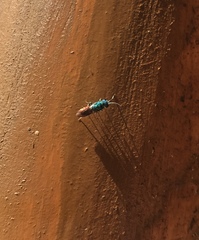 Chrysis terminata