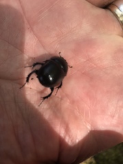 Anoplotrupes stercorosus