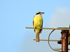 Pitangus sulphuratus