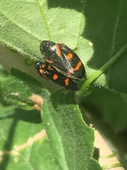 Cercopis intermedia