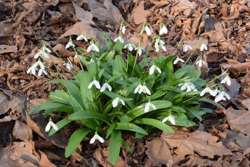 Green Snowdrop