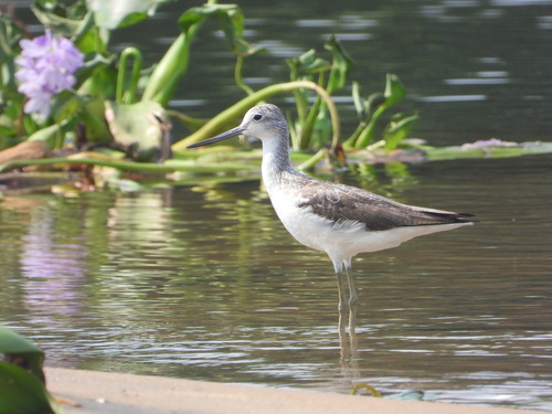 Common Greenshank