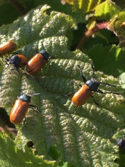 Labidostomis