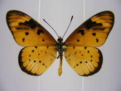 Acraea encedana