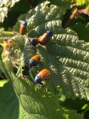 Labidostomis