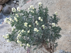 Anthyllis barba-jovis