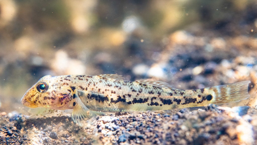 Pacific River Goby