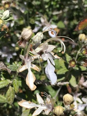 Teucrium fruticans