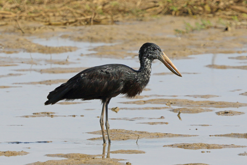African Openbill