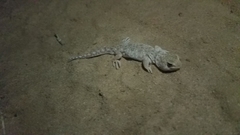 Ptenopus garrulus garrulus