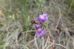 Neogaerrhinum strictum