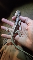 Agama aculeata