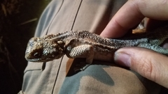 Agama aculeata