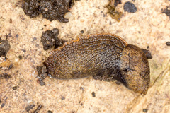 Tandonia budapestensis